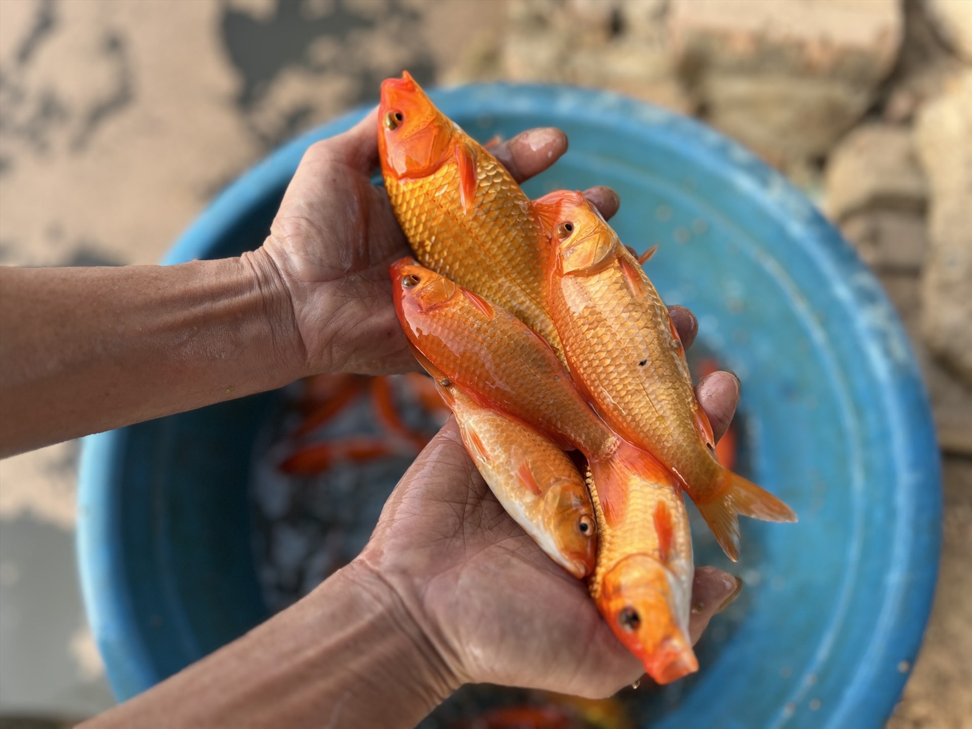 Làng nuôi cá chép đỏ cung ứng hàng chục tấn cá mỗi dịp Tết Nguyên đán