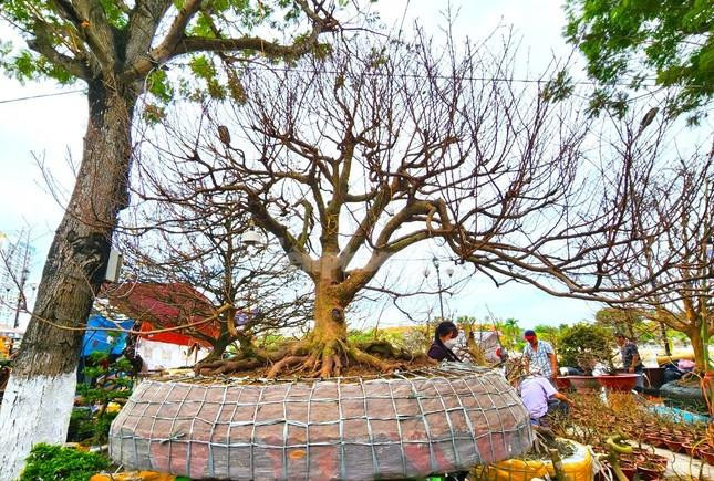 ‘Lão mai’ 100 tuổi, cây mai 'bàn tay năm ngón' gây sốt ở miền Tây - 4