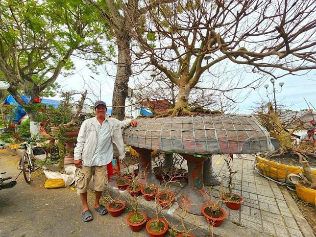 ‘Lão mai’ 100 tuổi, cây mai 'bàn tay năm ngón' gây sốt ở miền Tây - 5