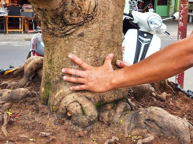 ‘Lão mai’ 100 tuổi, cây mai 'bàn tay năm ngón' gây sốt ở miền Tây - 3