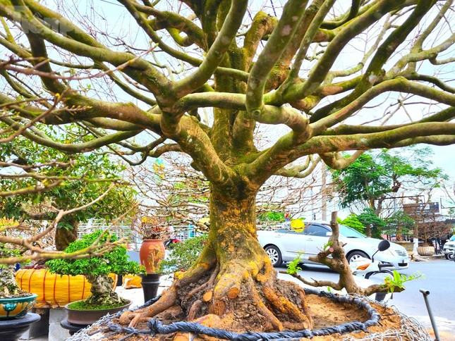 ‘Lão mai’ 100 tuổi, cây mai 'bàn tay năm ngón' gây sốt ở miền Tây - 10