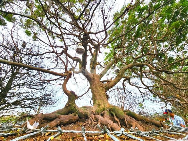 ‘Lão mai’ 100 tuổi, cây mai 'bàn tay năm ngón' gây sốt ở miền Tây - 6