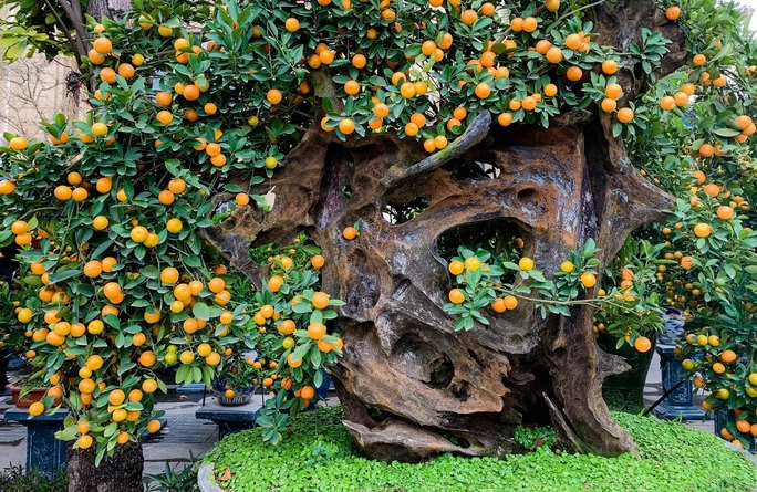 Độc đáo quất bonsai chào Tết Quý Mão 2023 - Ảnh 12.
