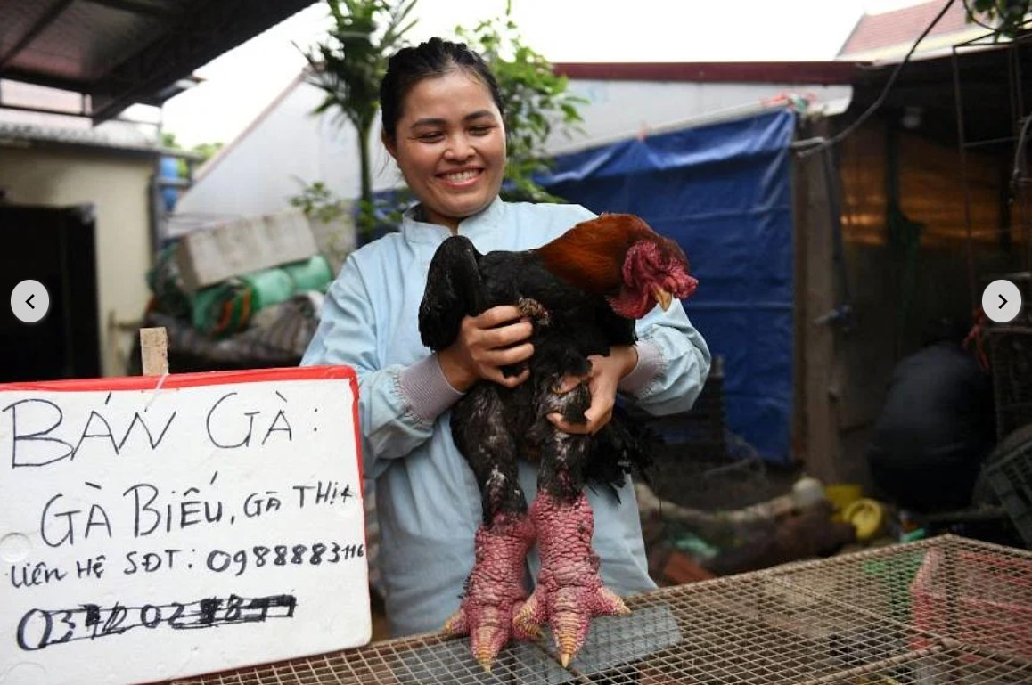 Đặc sản gà Đông Tảo biếu Tết ở Việt Nam lên báo nước ngoài