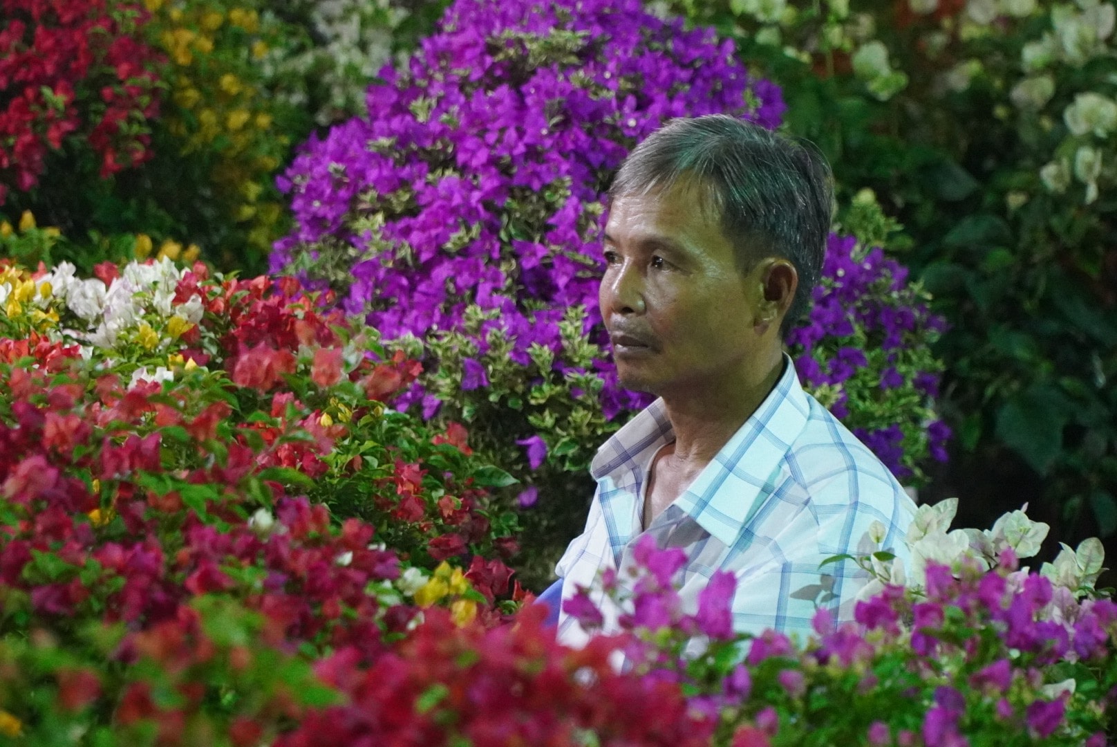 At the Tet flower shop in Park 23/9 (District 1), the clock was regarding to hit the next day, but Mr. Sau (from Ben Tre) might not sleep.  Mr. Sau said it was the 5th day he was present in Ho Chi Minh City with more than 100 pots of bougainvillea.  Because the house was anchored, he was the only one going up here, so most of the time he had to stay up to look following flowers and prevent theft.  