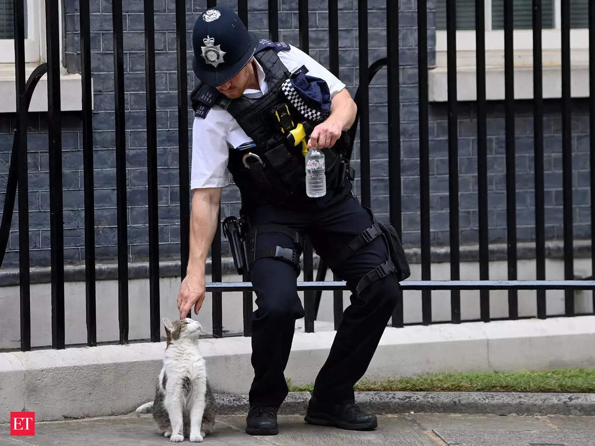 Con mèo quyền lực nhất dinh thủ tướng Anh - 4