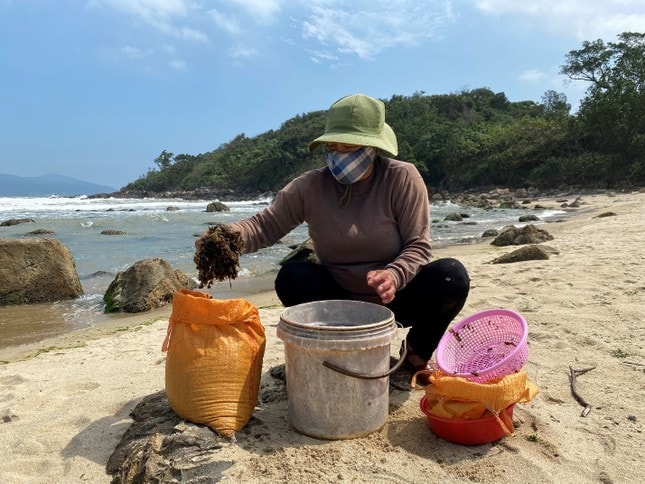 Những phụ nữ ‘cược’ mạng sống với biển, đu bám ghềnh đá hái rau nước mưu sinh ảnh 6