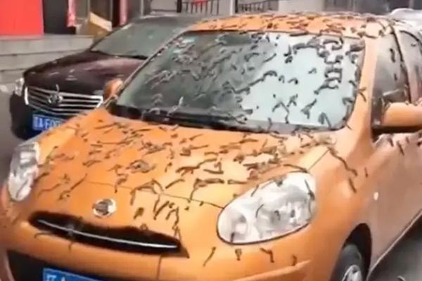 Clip: Hãi hùng 'mưa giun' bò lúc nhúc phủ kín đường phố Trung Quốc