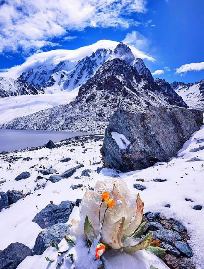 Snow lotus grows at altitudes of 2,500m-4,000m in Xinjiang or Tibet.  (Photo: Tuan Dinh Zin)