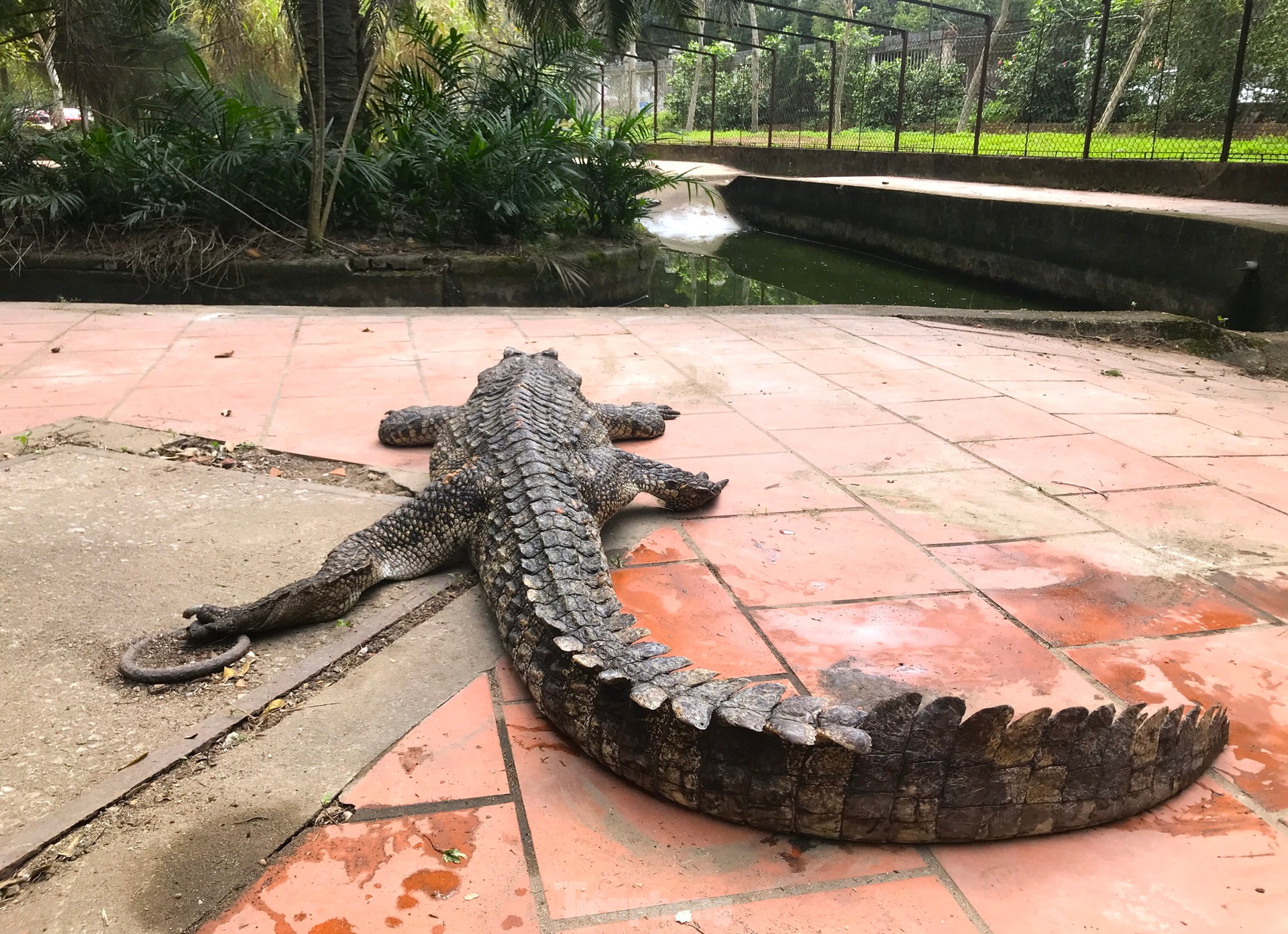 Nỗi lo cá sấu sổng chuồng ở công viên lớn nhất Nghệ An ảnh 17