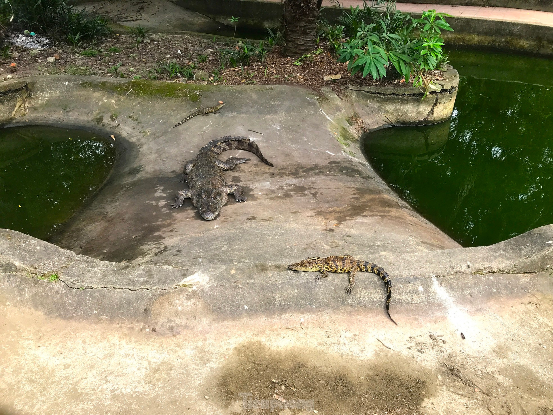 Nỗi lo cá sấu sổng chuồng ở công viên lớn nhất Nghệ An ảnh 5