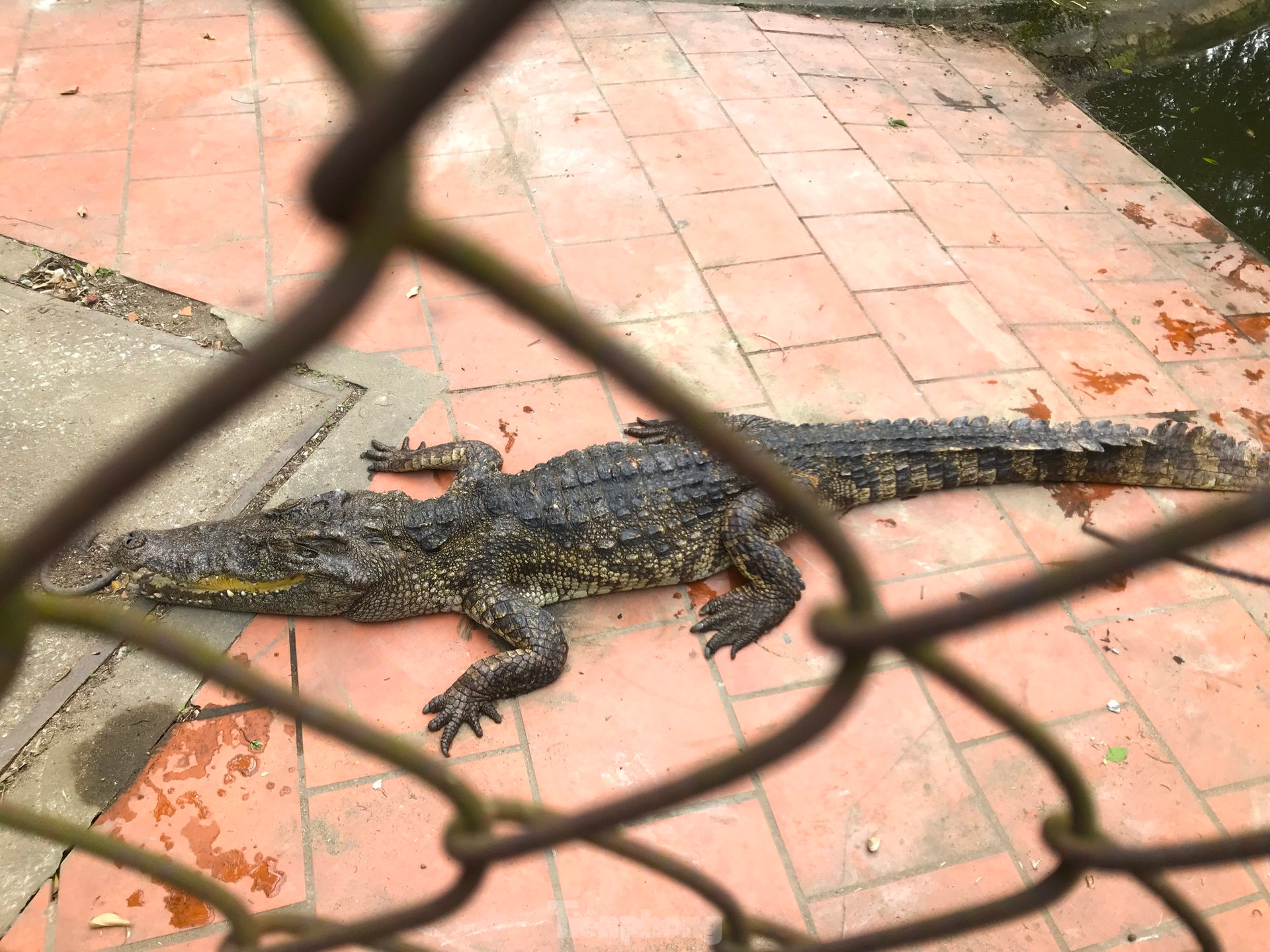 Nỗi lo cá sấu sổng chuồng ở công viên lớn nhất Nghệ An ảnh 11