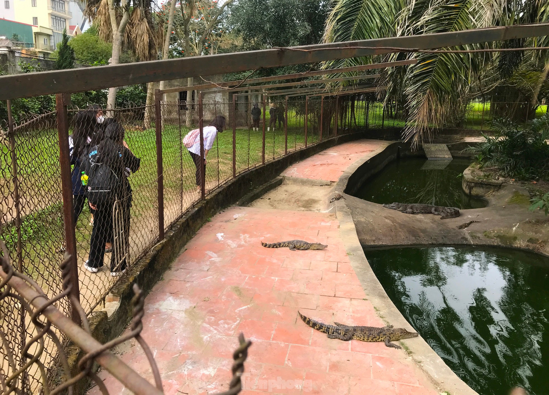 Nỗi lo cá sấu sổng chuồng ở công viên lớn nhất Nghệ An ảnh 13