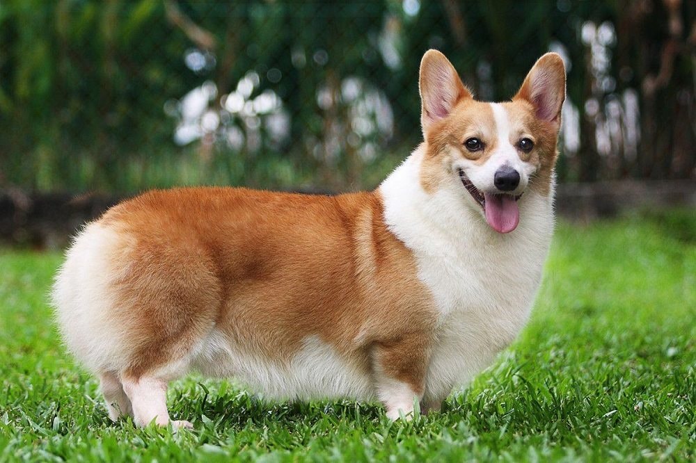 Chó Corgi