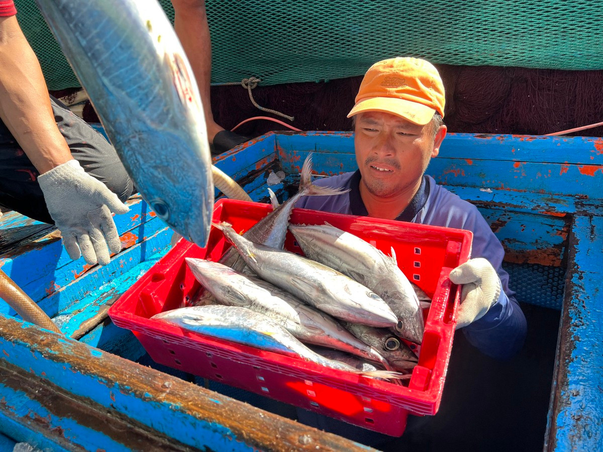 Hôm nay ra mắt Chương trình Cùng ngư dân thắp sáng đèn trên biển: Hỗ trợ ngư dân, đưa thủy sản Việt phát triển bền vững ảnh 3