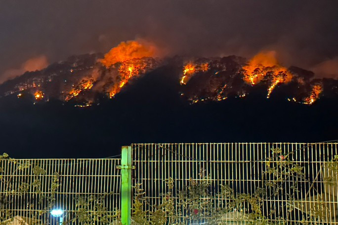 Điều tra nguyên nhân vụ cháy rừng thông trên đèo Prenn - Ảnh 1.