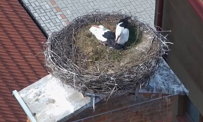  Hai con cò cái chung sống và thay phiên nhau ấp trứng. 