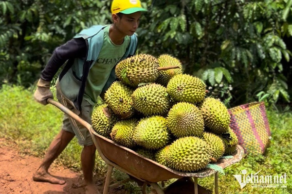 Bán hàng sang Trung Quốc: Việt Nam thắng về lượng, thua xa Thái Lan về giá trị-3