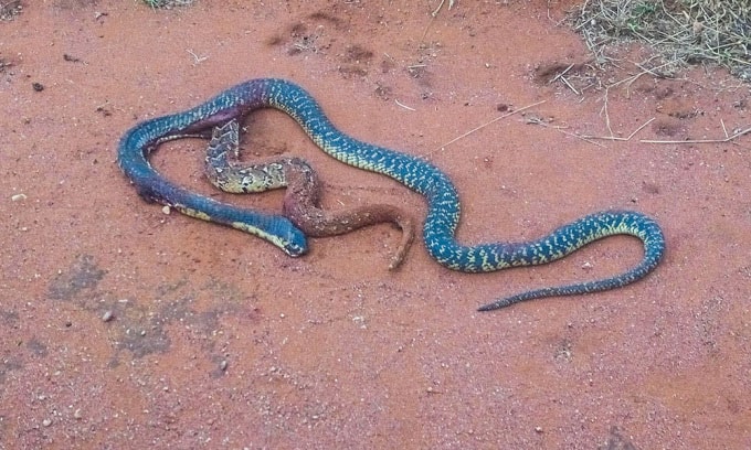  Hổ mang thủng bụng sau khi nuốt chửng rắn puff adder. 
