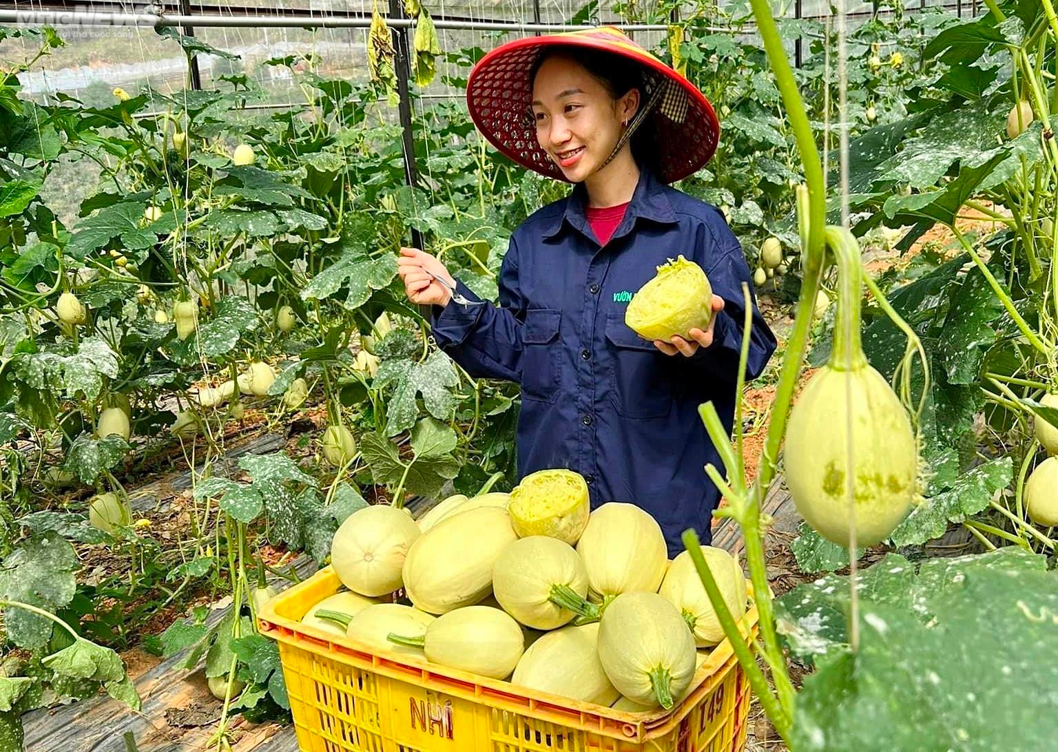 Độc lạ giống bí 'sợi mì', trồng bao nhiêu cũng không đủ bán - 1