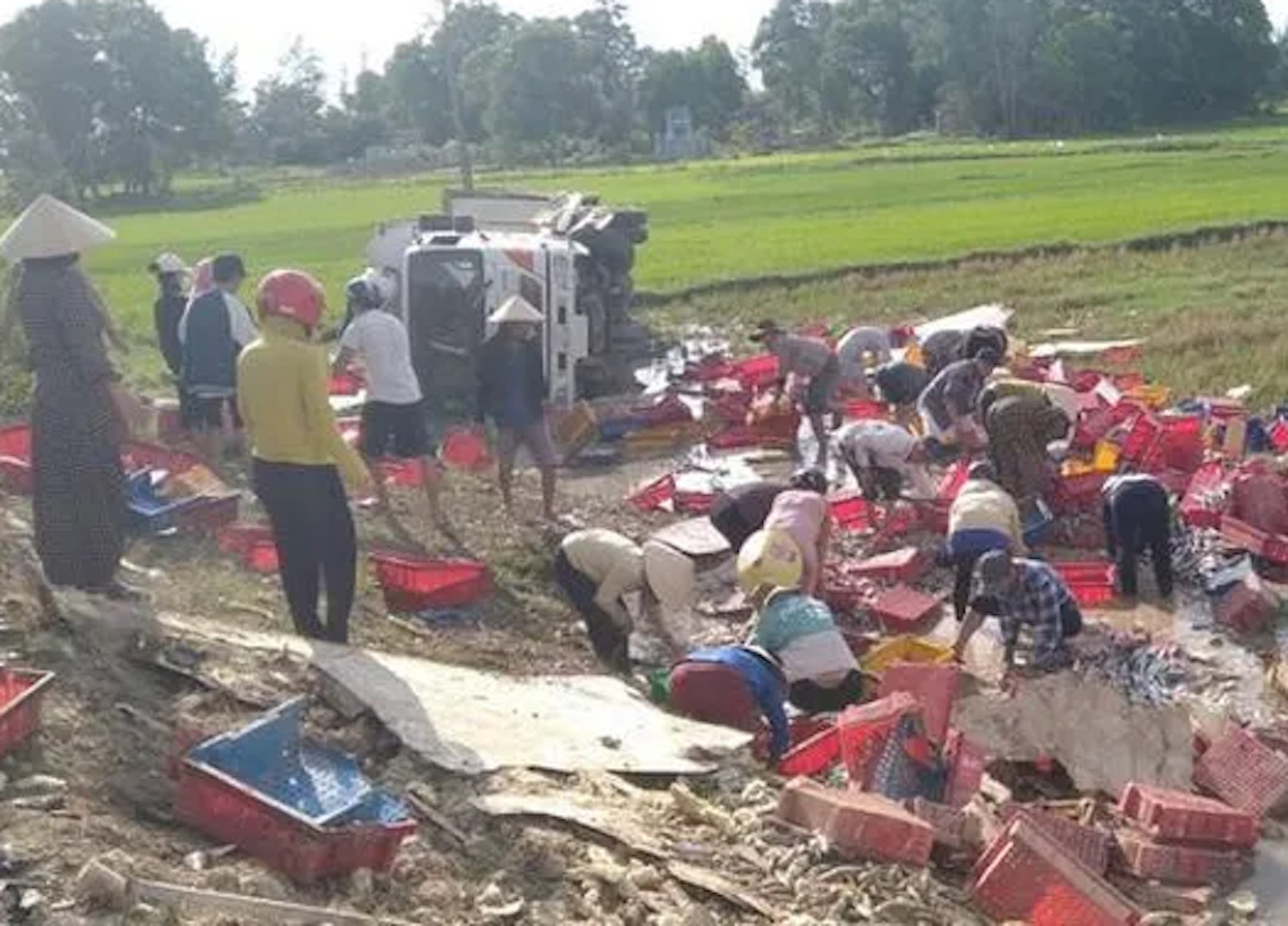 Người dân Quảng Trị không quản trời nắng nóng, lội xuống ruộng giúp tài xế xe tải gặp nạn thu gom 5 tấn cá.