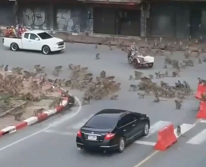  Ngay cả trẻ em cũng bị khỉ truy đuổi, tấn công khi đang đi trên đường. 