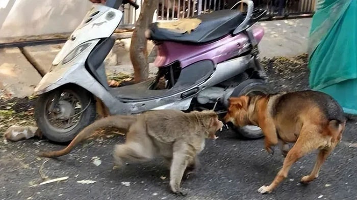 Một số động vật như khỉ có thể báo thù