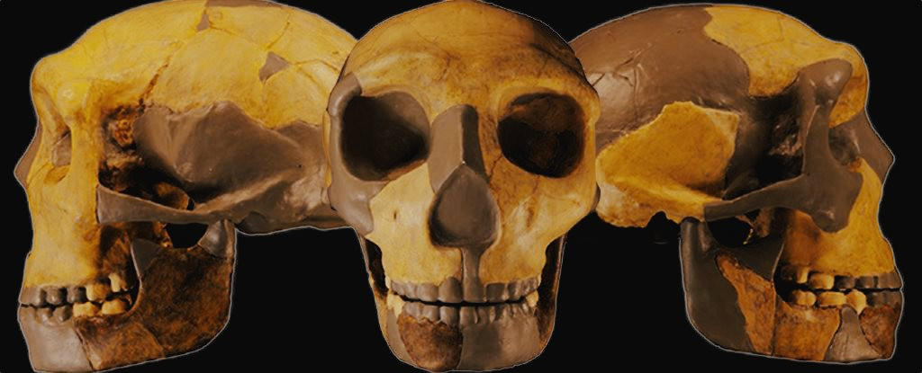 ancienthumanlineageskull.jpg