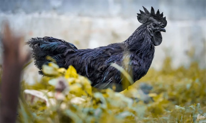  Gà Ayam Cemani với vẻ ngoài đen tuyền. 