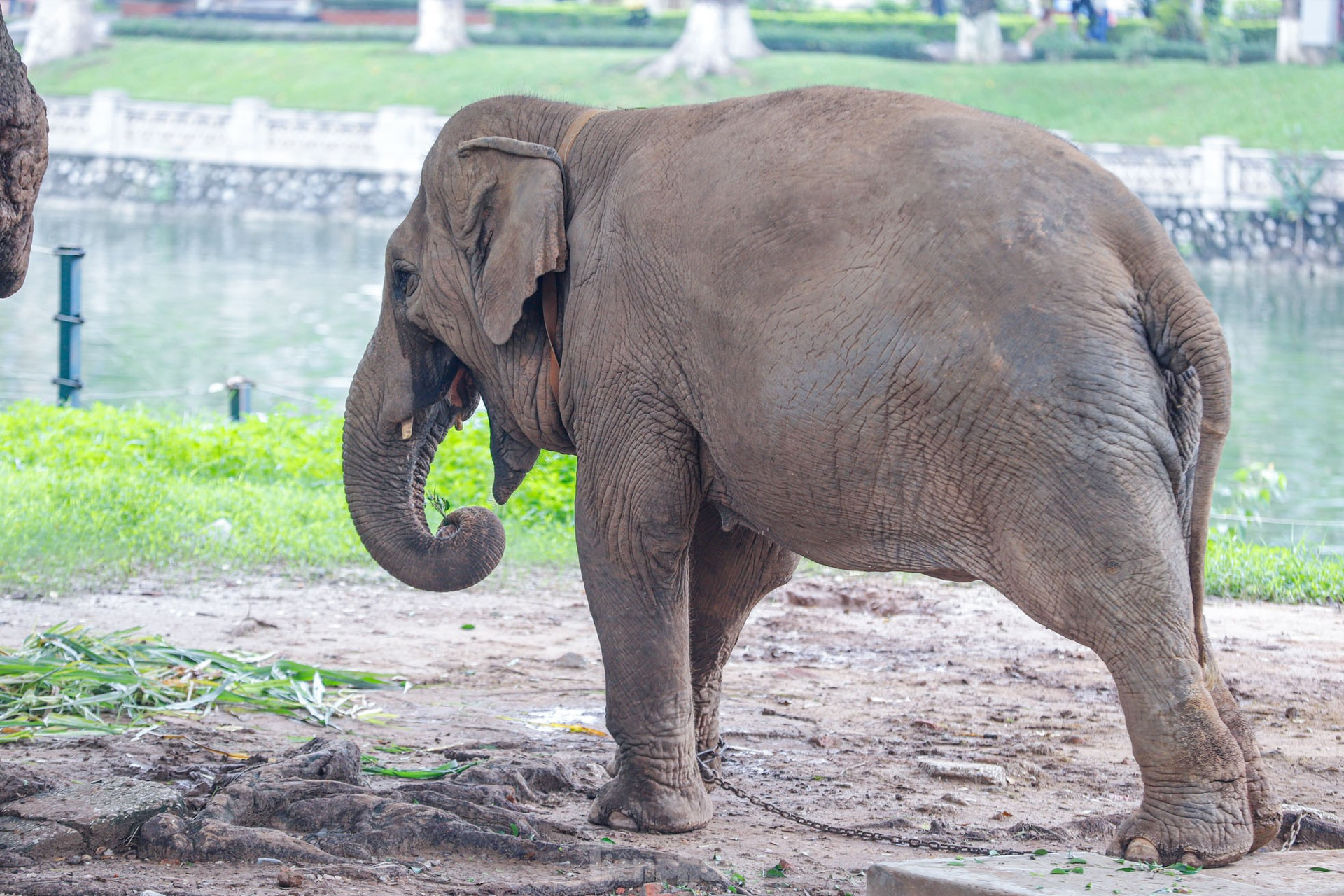 Cận cảnh hai chú voi 'sống khổ' với xiềng xích ở vườn thú Hà Nội ảnh 10