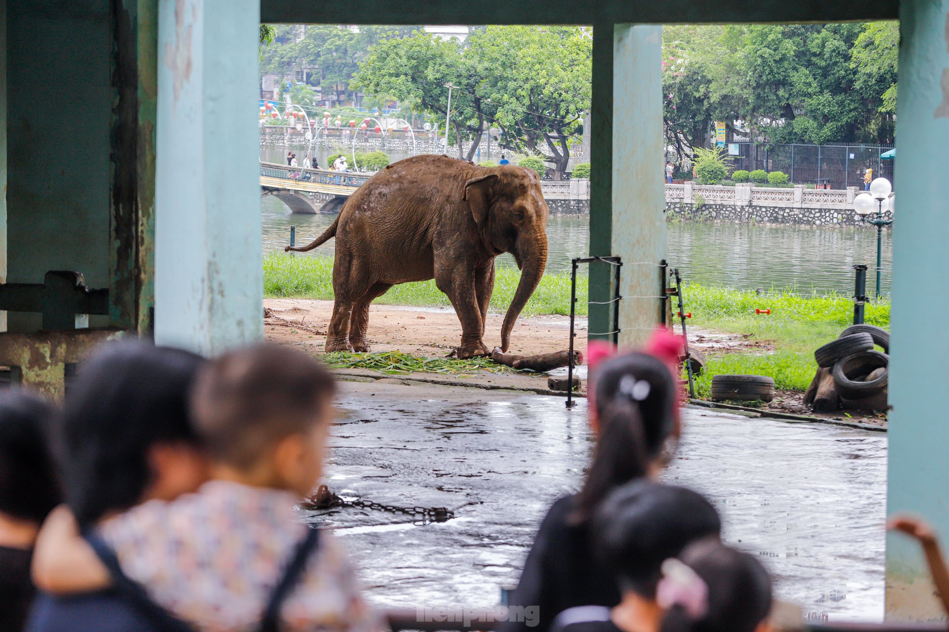 Cận cảnh hai chú voi 'sống khổ' với xiềng xích ở vườn thú Hà Nội ảnh 1