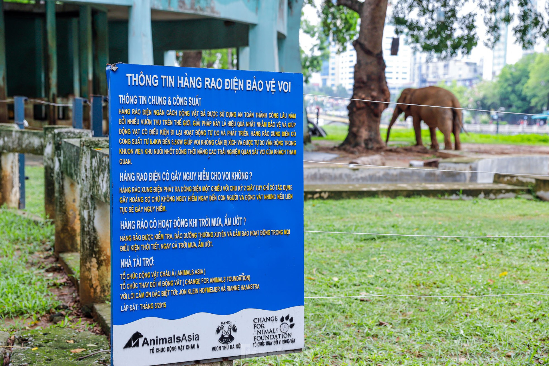 Cận cảnh hai chú voi 'sống khổ' với xiềng xích ở vườn thú Hà Nội ảnh 2