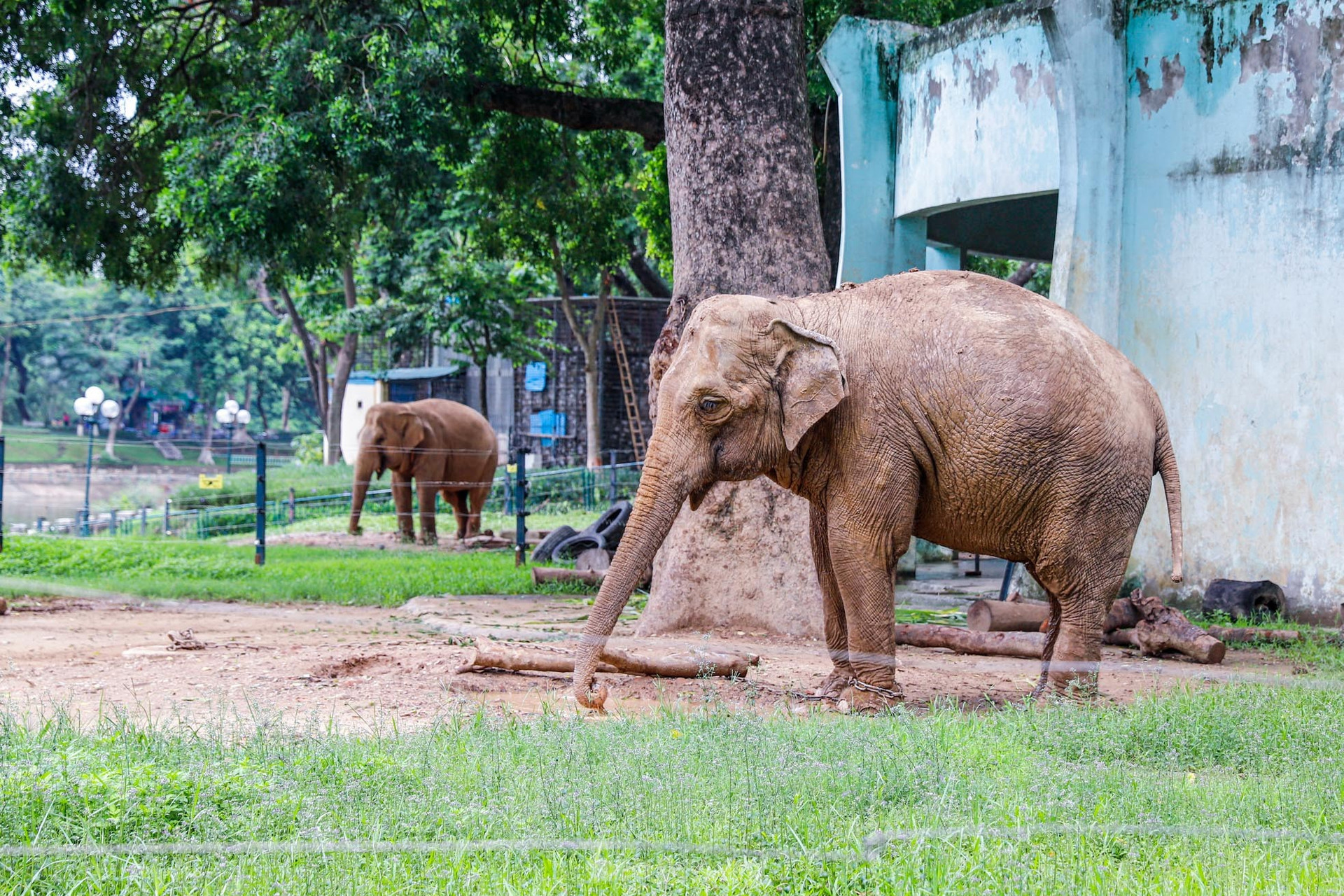 Cận cảnh hai chú voi 'sống khổ' với xiềng xích ở vườn thú Hà Nội ảnh 3