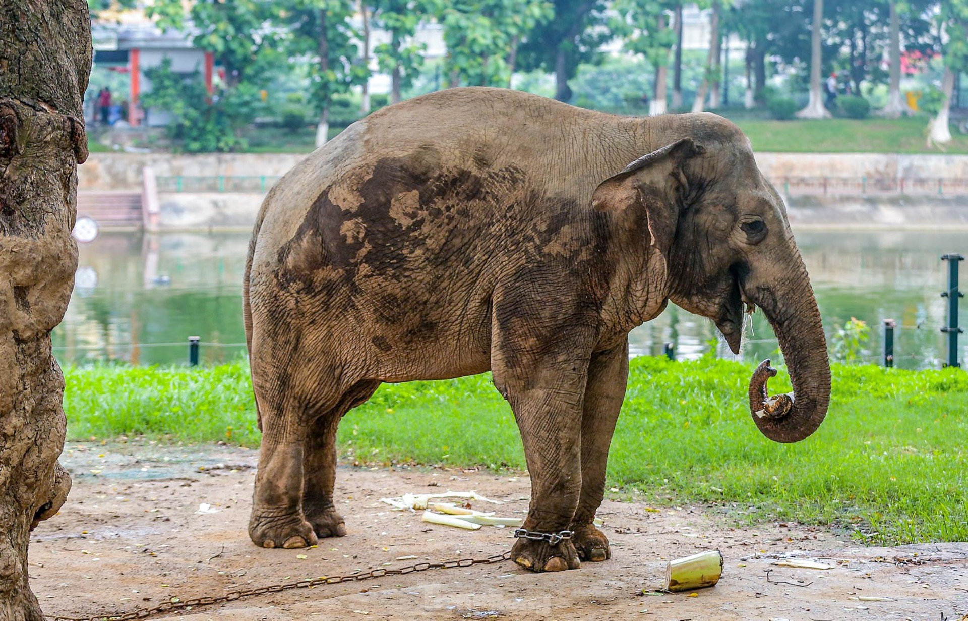 Cận cảnh hai chú voi 'sống khổ' với xiềng xích ở vườn thú Hà Nội ảnh 4