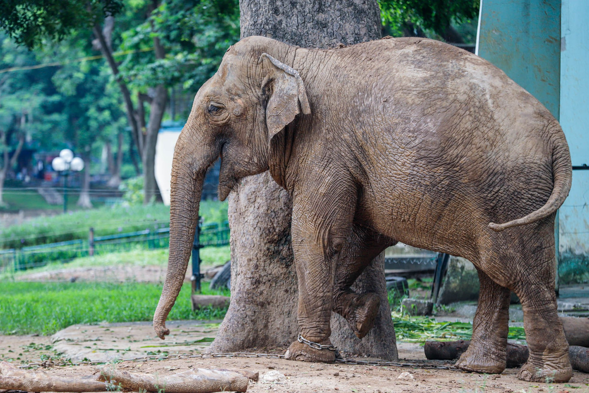 Cận cảnh hai chú voi 'sống khổ' với xiềng xích ở vườn thú Hà Nội ảnh 5