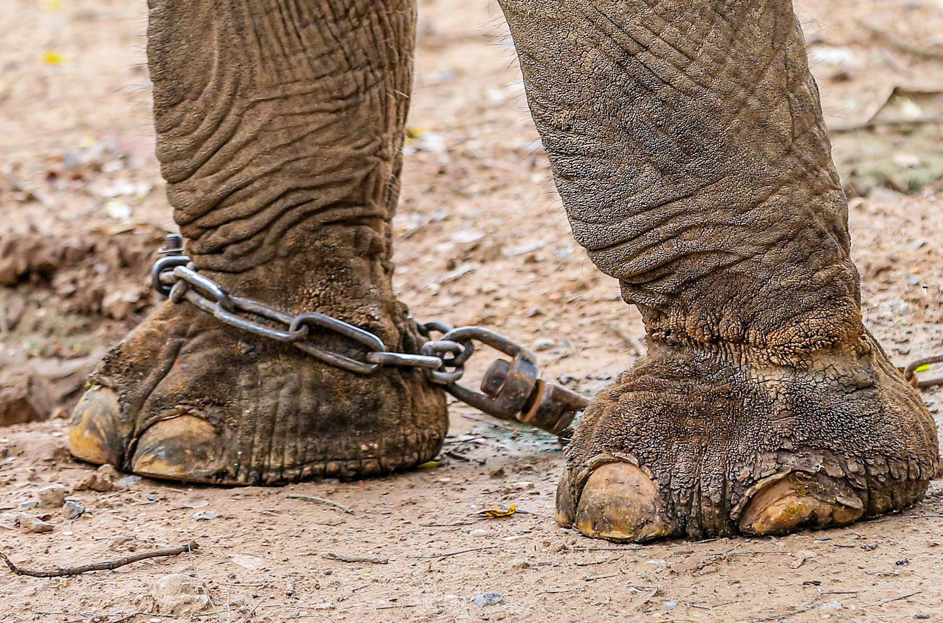 Cận cảnh hai chú voi 'sống khổ' với xiềng xích ở vườn thú Hà Nội ảnh 6