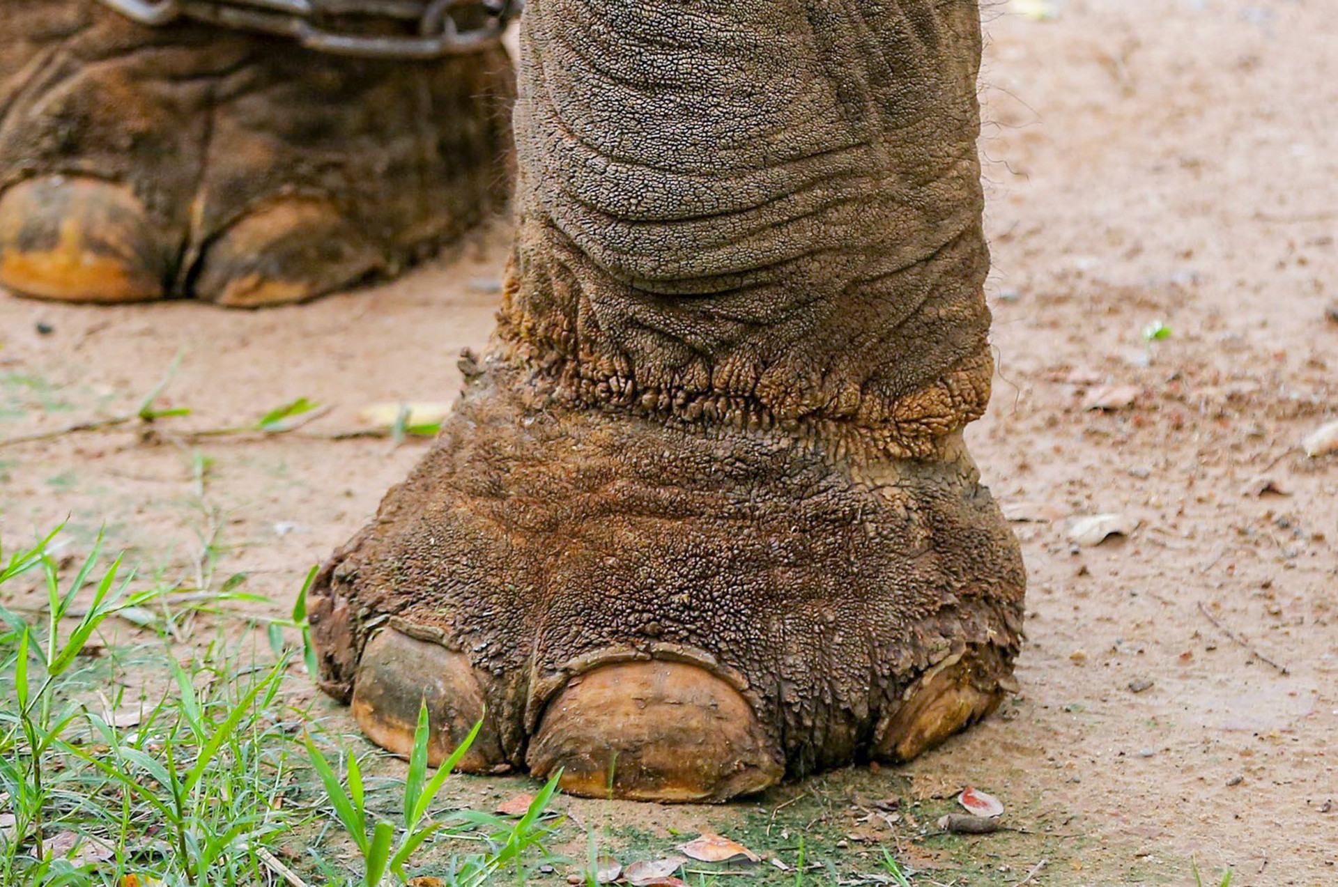 Cận cảnh hai chú voi 'sống khổ' với xiềng xích ở vườn thú Hà Nội ảnh 7