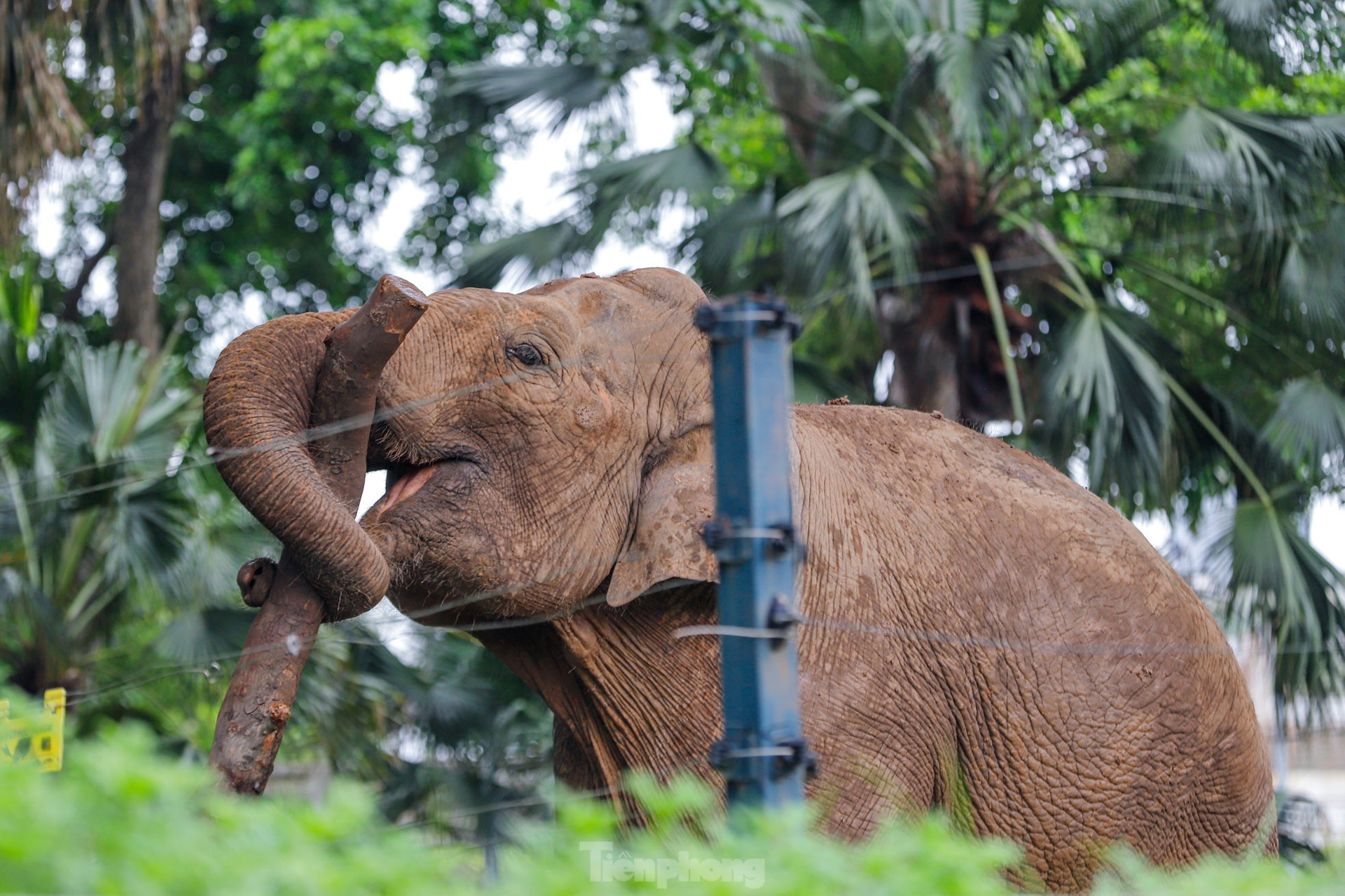 Cận cảnh hai chú voi 'sống khổ' với xiềng xích ở vườn thú Hà Nội ảnh 8