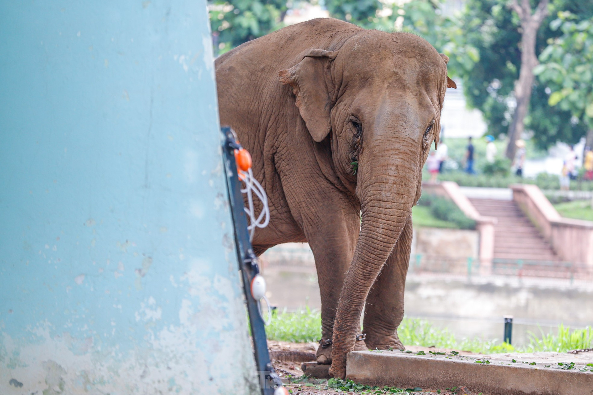 Cận cảnh hai chú voi 'sống khổ' với xiềng xích ở vườn thú Hà Nội ảnh 9