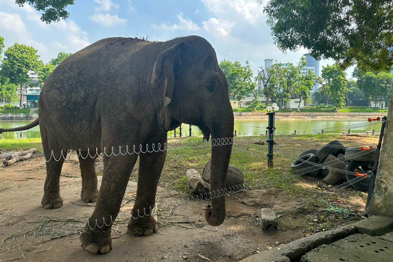 Trả tự do cho 2 chú voi bị xích chân tại công viên Thủ Lệ - 2