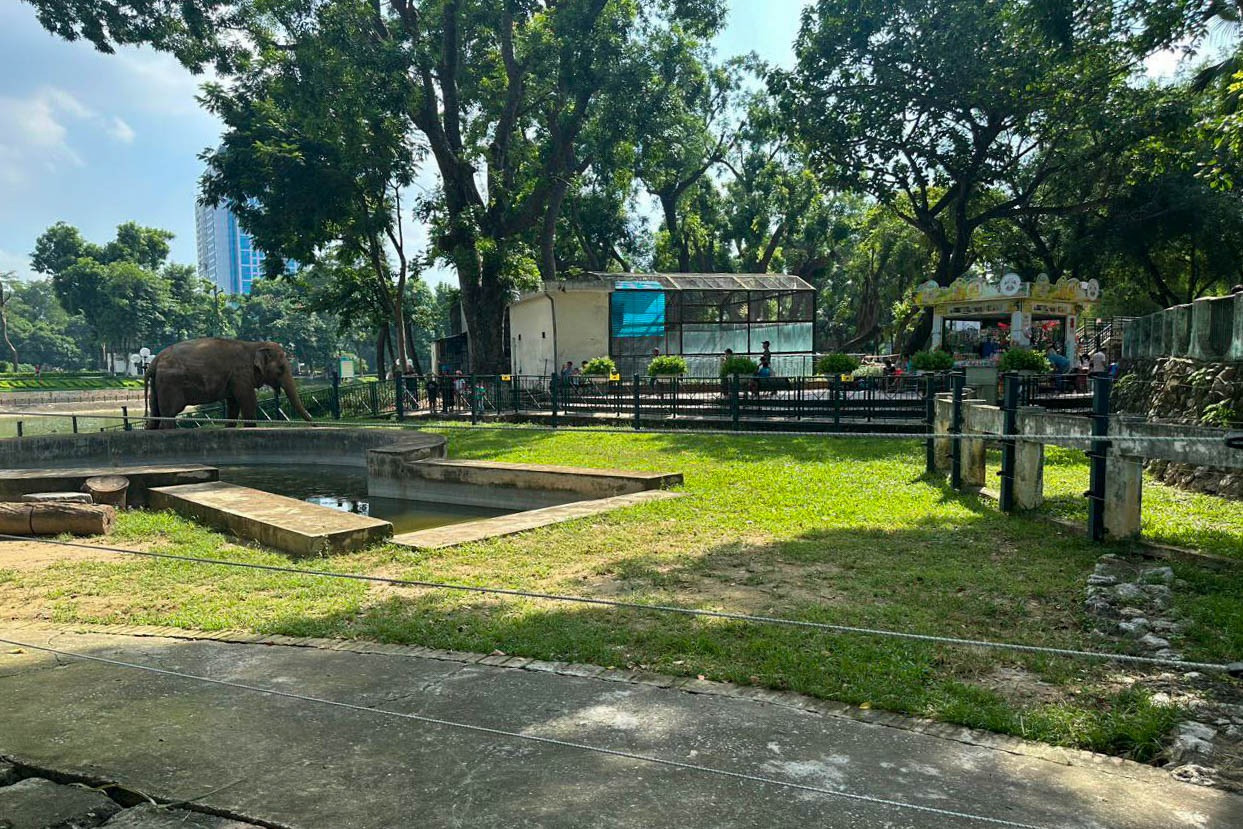 Trả tự do cho 2 chú voi bị xích chân tại công viên Thủ Lệ - 1