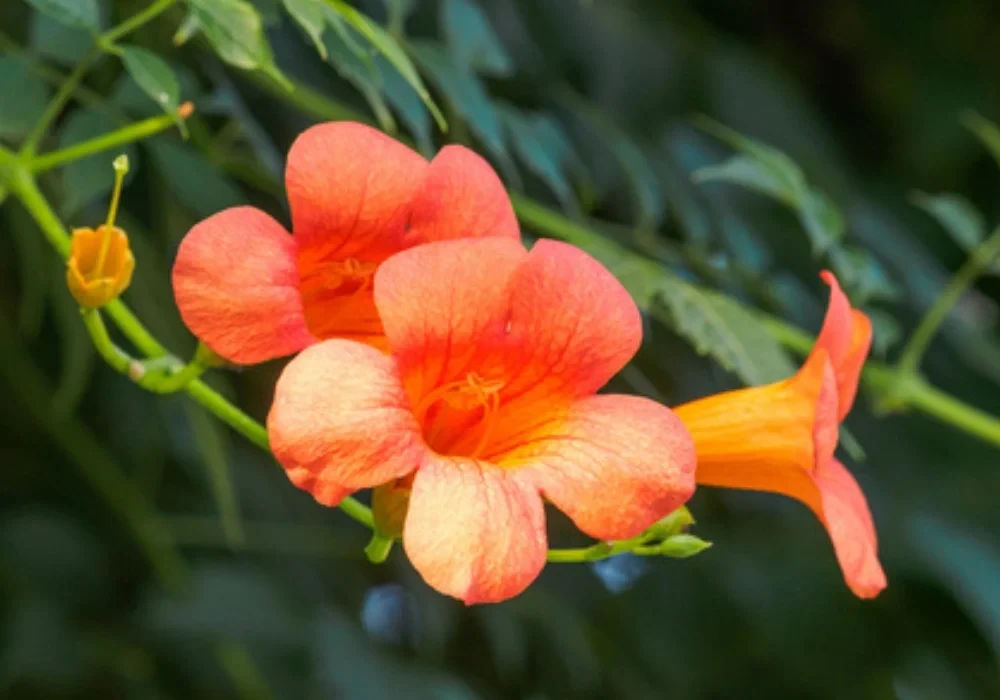 Dây leo kèn Trung Quốc là một loại dây leo rụng lá, phát triển khá nhanh. Nó có những bông hoa hình loa kèn nở vào mùa hè và có những chiếc lá màu xanh đậm với mép có răng. Những bông hoa là nguồn gốc của tên của cây. Những bông hoa này có nhiều tông màu cam khác nhau, bao gồm san hô, hoa mai và một màu cam truyền thống hơn. Cây leo kèn Trung Quốc có khả năng phát triển đến chiều cao mười mét.