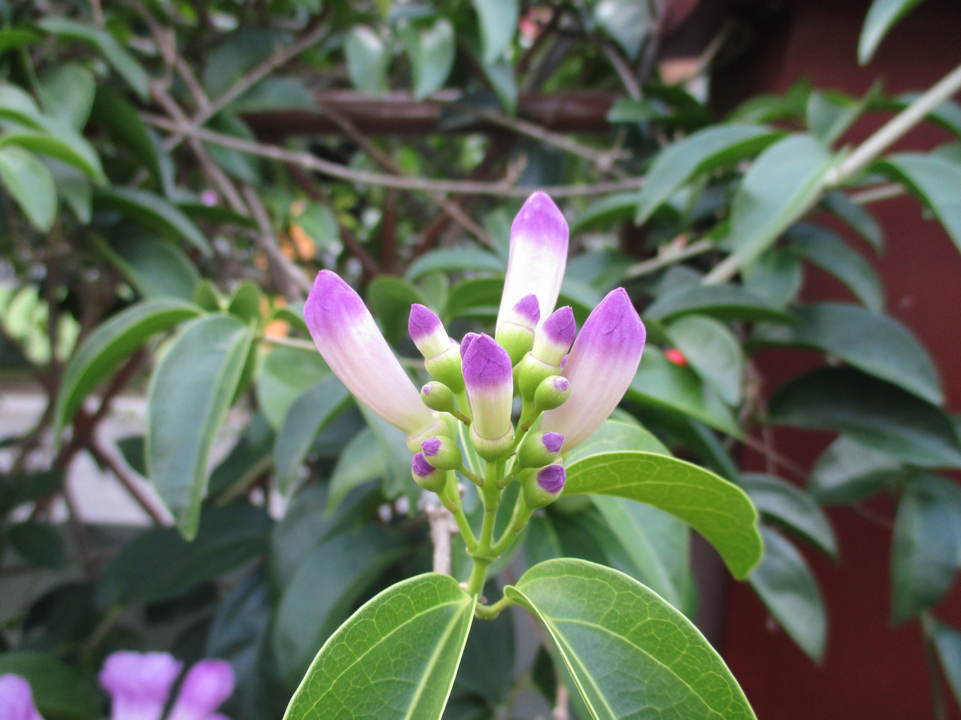 Cây hoa lan tỏi là một loại cây đặc biệt, dạng dây leo và có mùi giống như mùi tỏi. Cây lan tỏi vừa là loại cây cảnh dùng để trang trí nhà cửa, vừa là nguyên liệu sử dụng làm thuốc trong Đông y. 