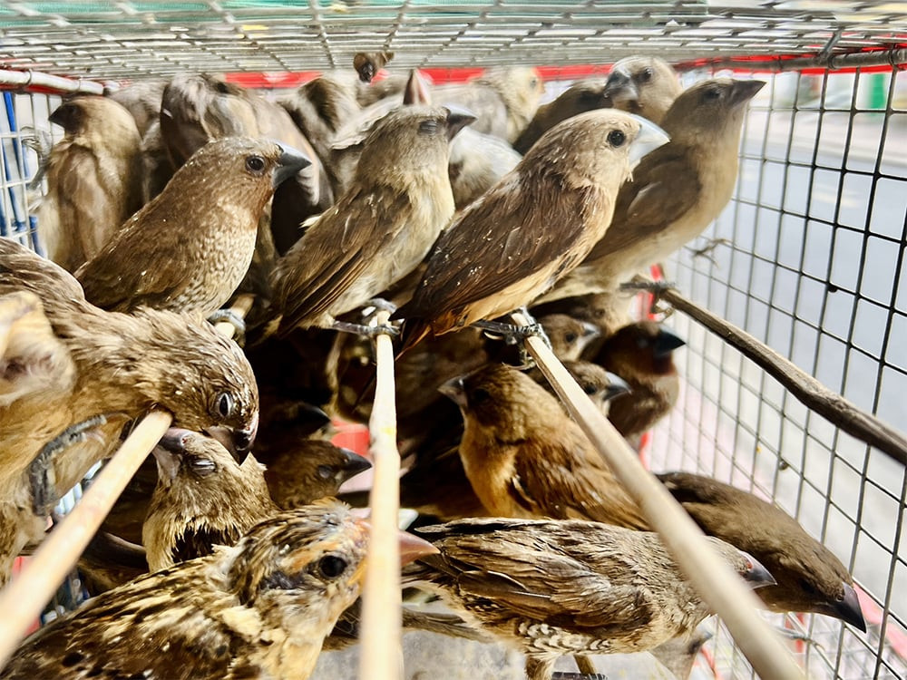 Để phục vụ nghi lễ phóng sinh, nhưng con chim này bị săn bắt, cầm tù và nhiều con trong số đó có thể sẽ không còn sống khi được thả.