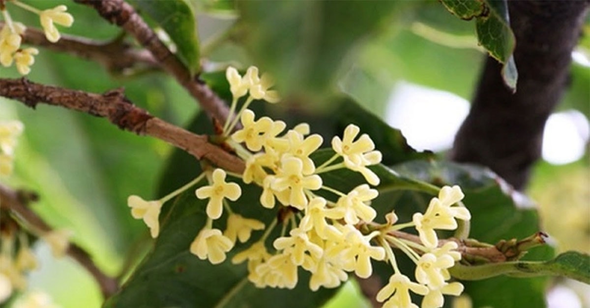 Loại cây quý, có người từng vác bao tải tiền, đổi xe sang để mua