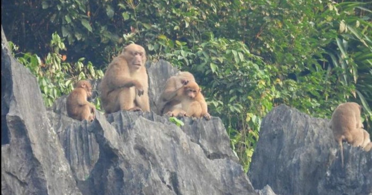 Đàn khỉ mốc quý hiếm bất ngờ xuất hiện trên đỉnh Thiết Sơn