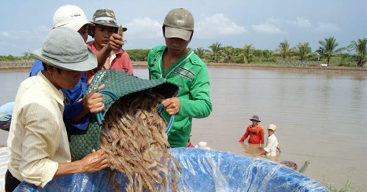 Thỏa sức thưởng thức tôm tại festival lớn nhất từ trước đến nay