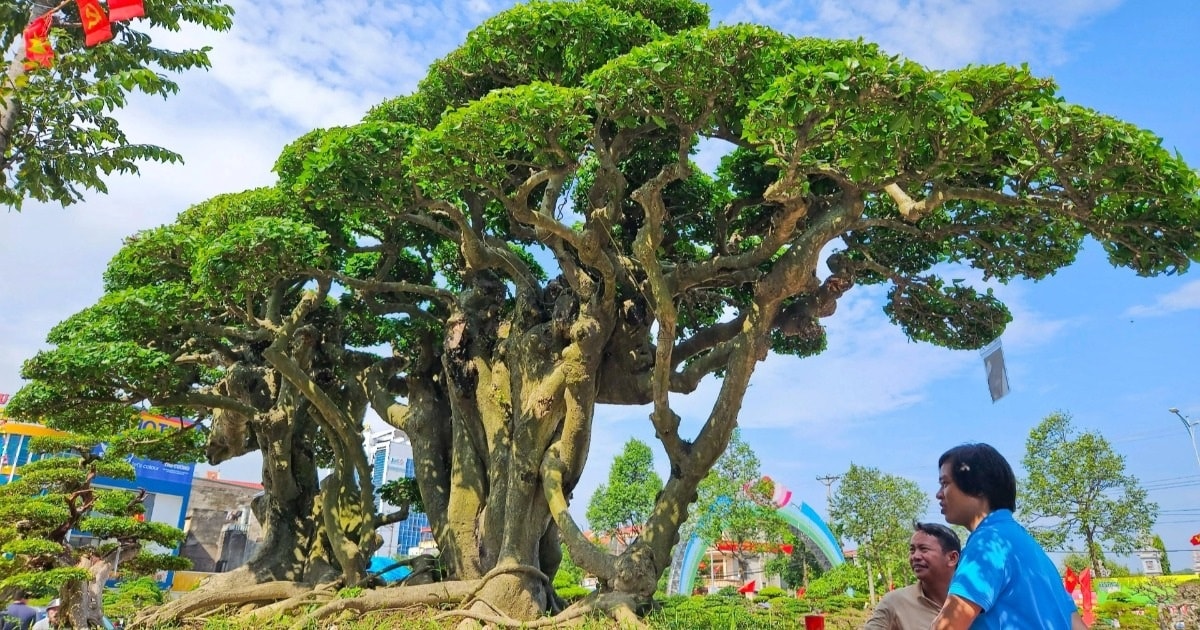 Cận cảnh cây duối tiền tỷ tại Festival Chí Linh - Hải Dương năm 2023