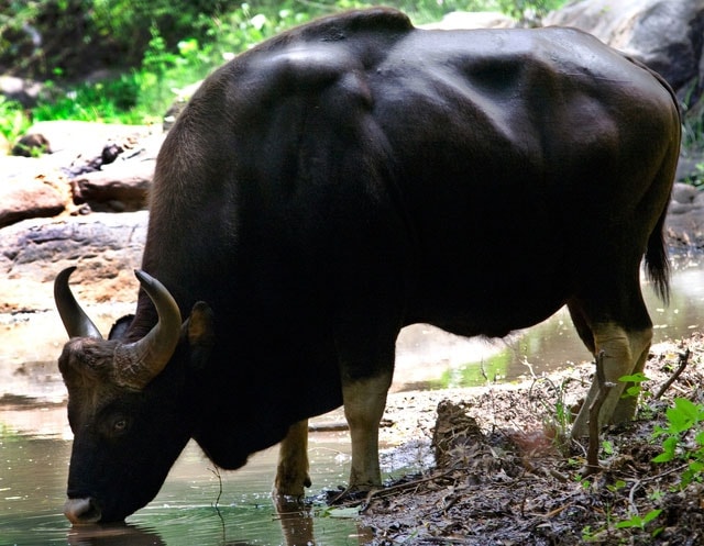 Bò tót Đông Nam Á là một trong những loài bò lớn nhất thế giới