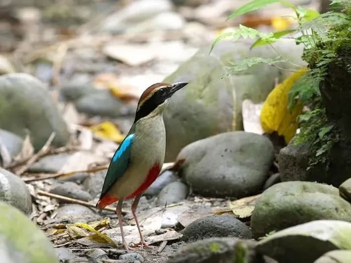 Chim đuôi cụt bụng đỏ